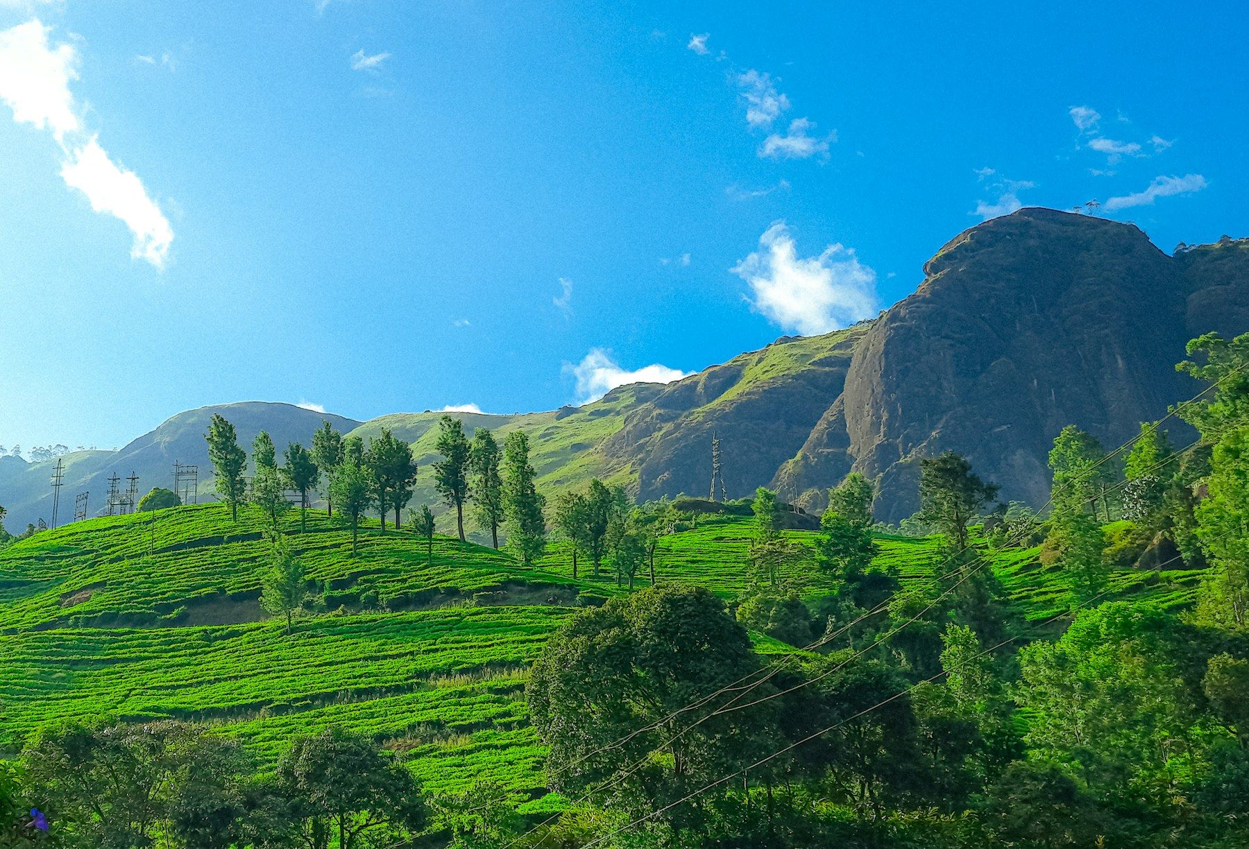 Tea plantations below a rocky peak in Munnar