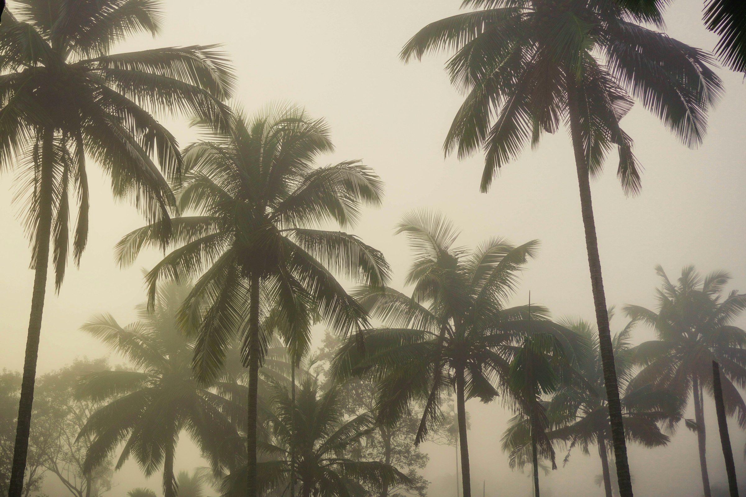 Coconut palms in morning mist
